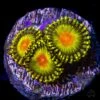 WWC Golden Gods Zoanthids