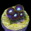 WWC Hail Lander Zoanthids