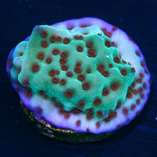 Jedi Mind Trick Montipora Coral