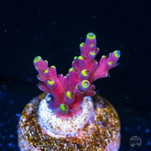 WWC Kobe Bean Acropora