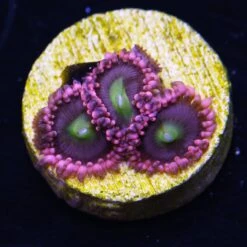 WWC Laffy Taffy Zoanthids