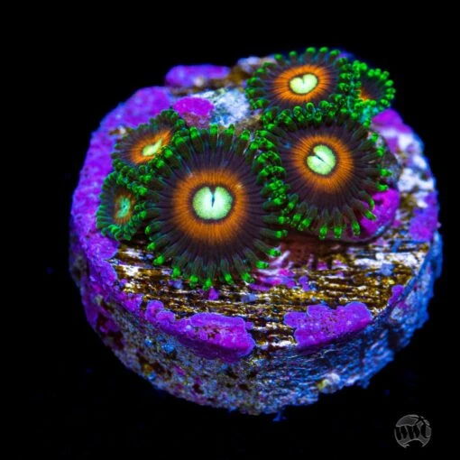 WWC Fizzy Lizzy Zoanthids