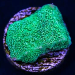 WWC Hispida Montipora Coral