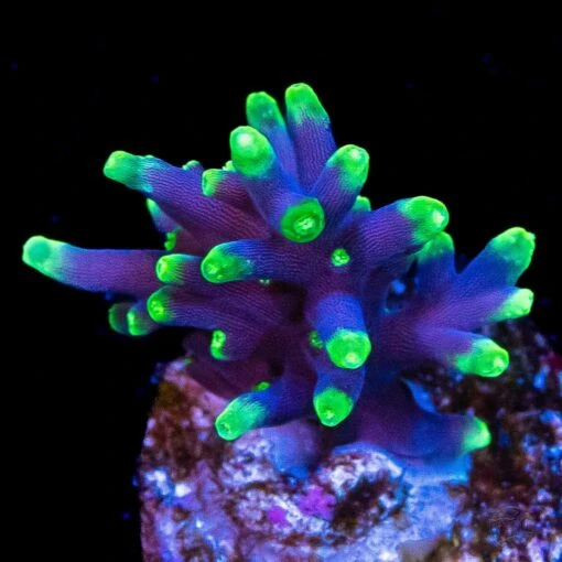 WWC Moonshine Acropora