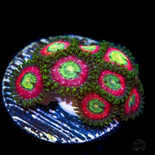 WWC Pixie Dust Zoanthids