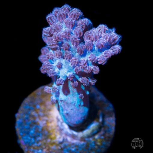 WWC Rainbow Sprinkle Cespitularia