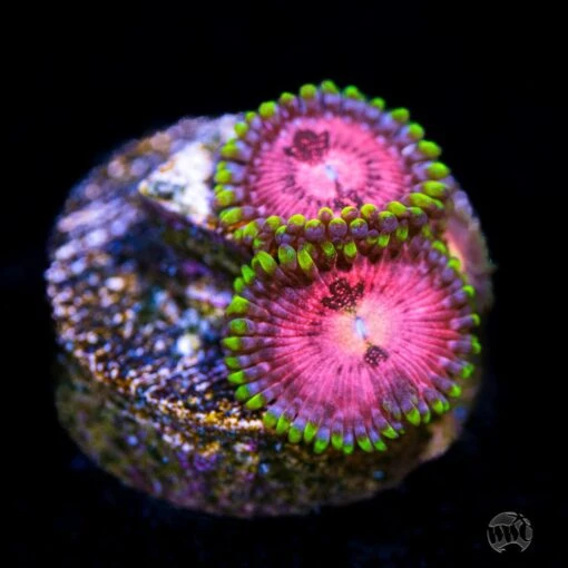 WWC Space Monster Zoanthids