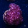 WWC Speckled Leather Coral