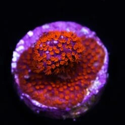 WWC Spiderman Stylocoeniella Coral