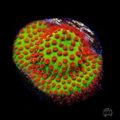 WWC The Grinchy Porites Coral