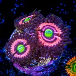 WWC Ultimate Bubblegum Pink Zoanthids
