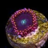 WWC Ultimate Chaos Zoanthids
