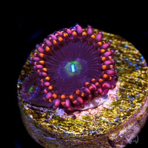 WWC Ultimate Chaos Zoanthids