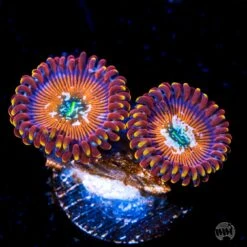 WWC Warlock Zoanthids