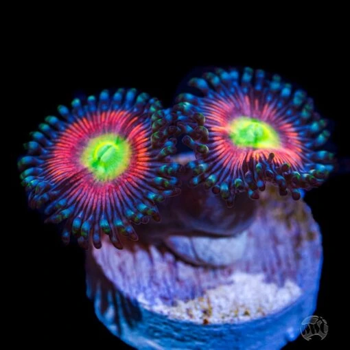WWC Watermelon Zoanthids