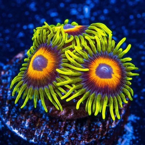 WWC Wildflower Zoanthids