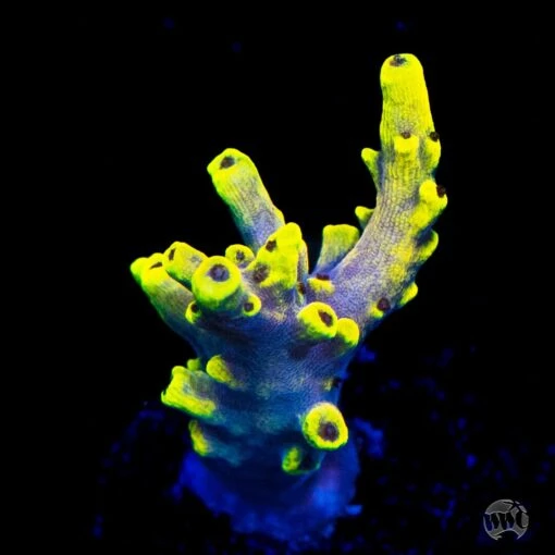 WWC Yellow Fever Acropora