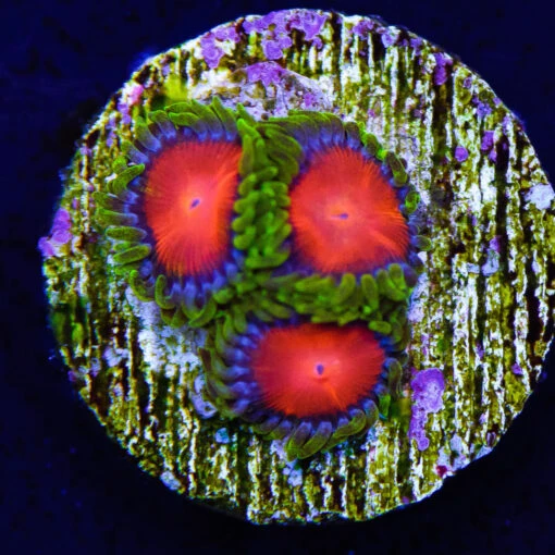 Yellow Brick Road Zoanthids