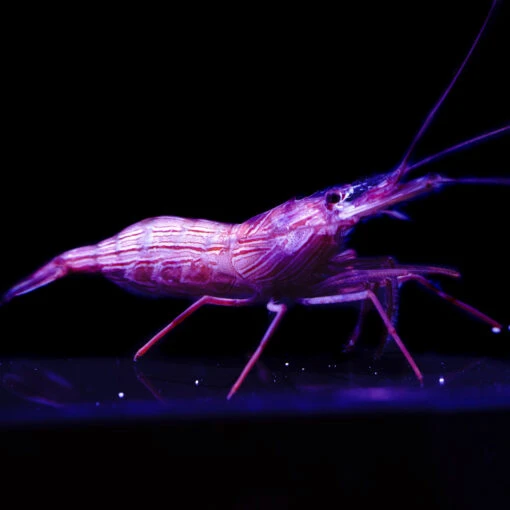 Peppermint Shrimp