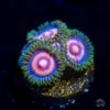 Supergirls Zoanthids