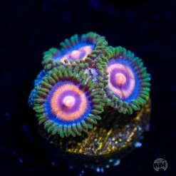 Supergirls Zoanthids