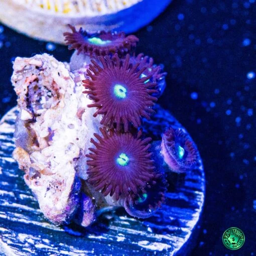 Tick Tac Zoanthids