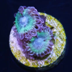 WWC Arctic Blast Zoanthids