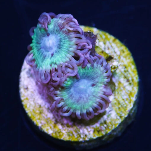 WWC Arctic Blast Zoanthids