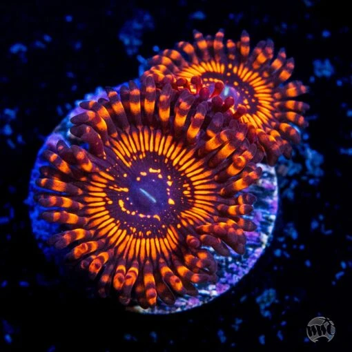 WWC Balrog Zoanthids
