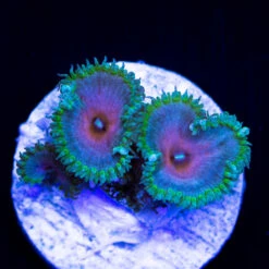 WWC Captain America Palythoas