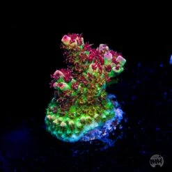 WWC Dirty Love Dreams Acropora