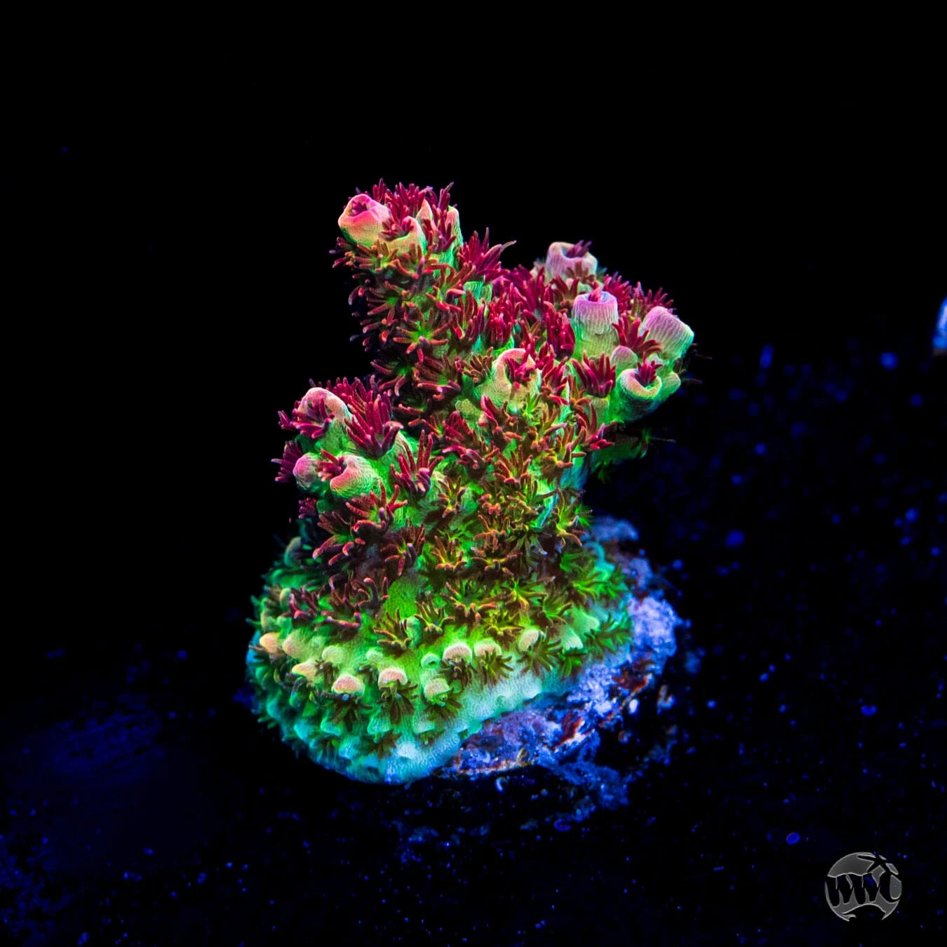 WWC Dirty Love Dreams Acropora