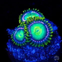 WWC Fairy Godmother Zoanthids