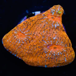 WWC Fanta Chalice Coral