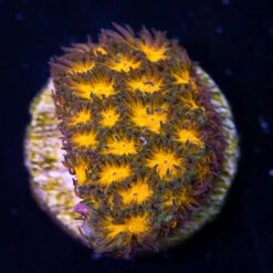 WWC Honeycomb Leptastrea Coral