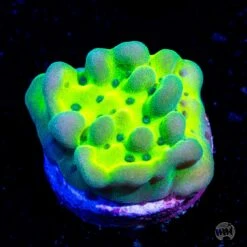 WWC Lucky Charmz Montipora Coral