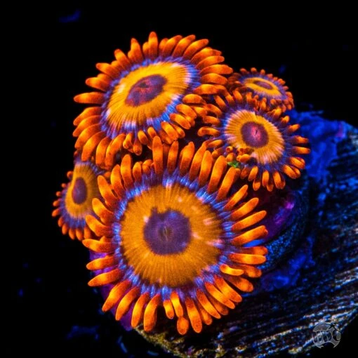 WWC Oxides Zoanthids