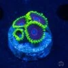 WWC Purple Hearts Zoanthids
