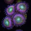 WWC Serenity Zoanthids